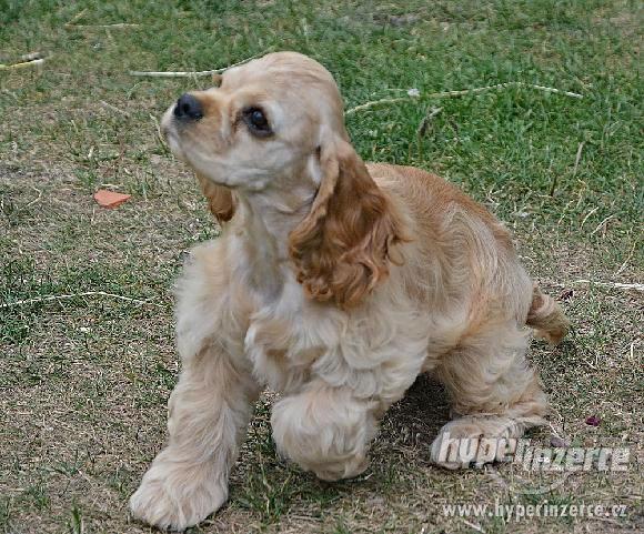 Americký kokršpaněl - štěňata s PP - foto 9