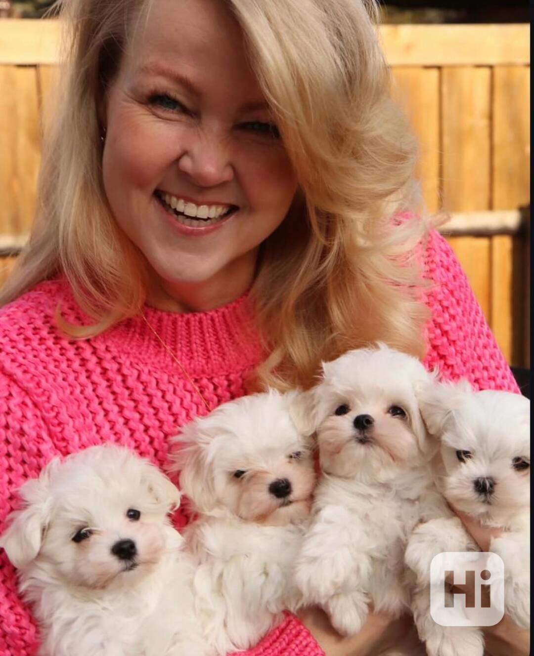 Rozkošná maltézská štěňátka hledají domov navždy! - foto 1