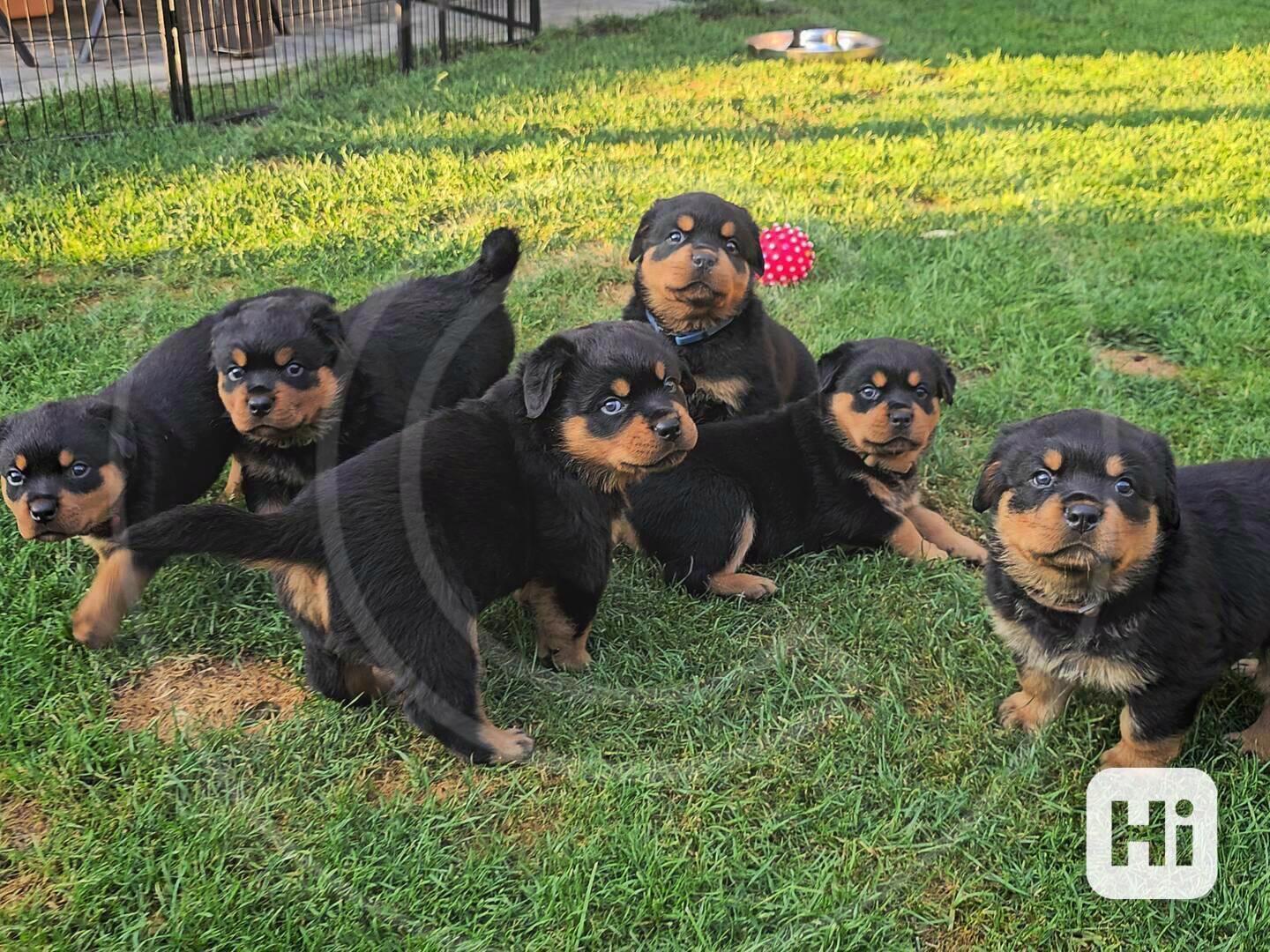 🐾💪 Štěňata rotvajlera k dispozici! - foto 1