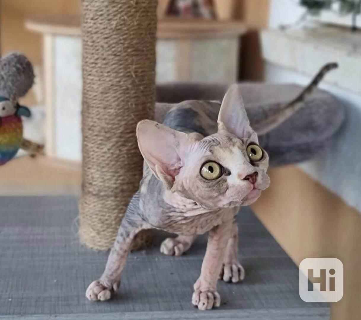 Zdarma Krásná kotátka Sphynx k  dárku zdarma  - foto 1