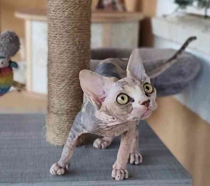 Zdarma Krásná kotátka Sphynx k  dárku zdarma  - foto 1