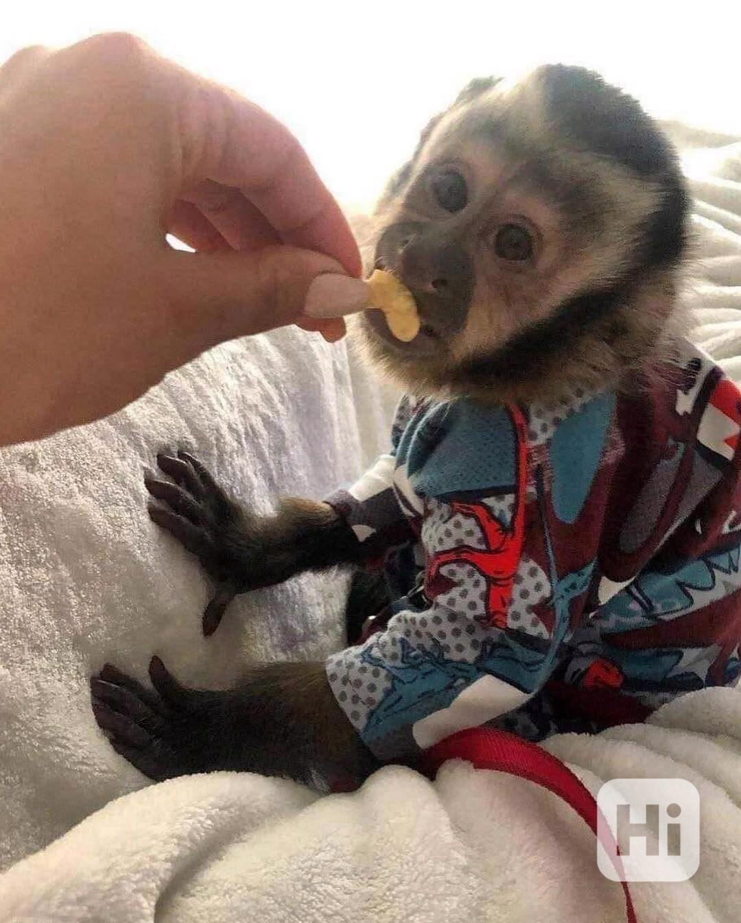 Kapucínská kamarádka na hraní - foto 1