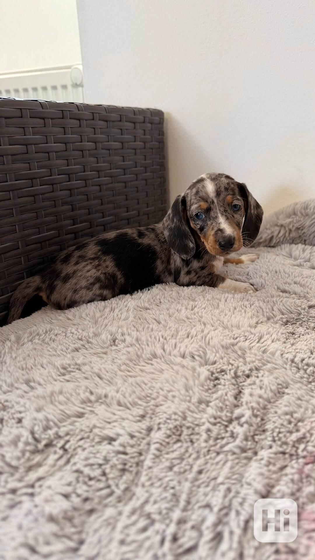 Merle Jezevčík hladkosrstý trpasličí  - foto 1