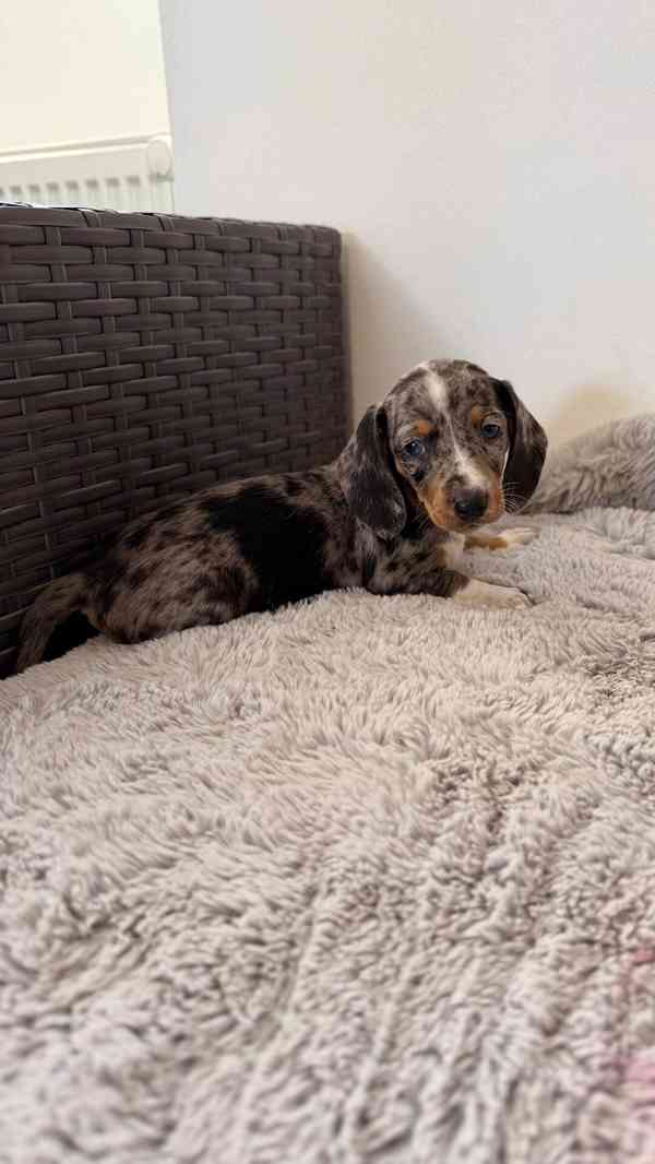 Merle Jezevčík hladkosrstý trpasličí  - foto 1