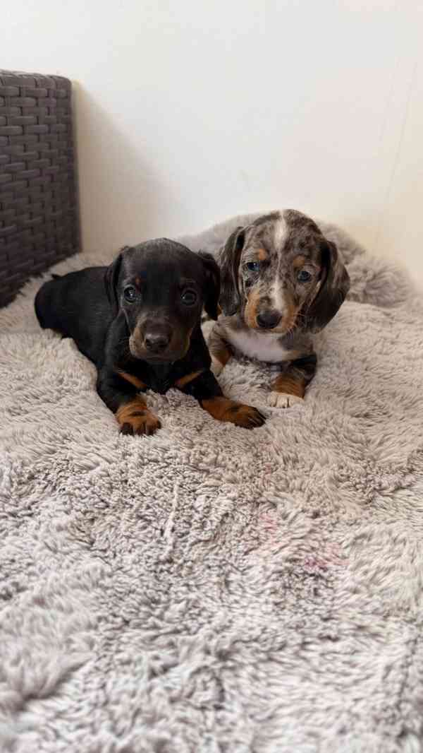 Merle Jezevčík hladkosrstý trpasličí  - foto 2