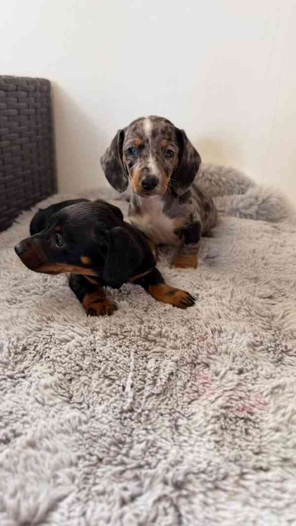 Merle Jezevčík hladkosrstý trpasličí  - foto 5