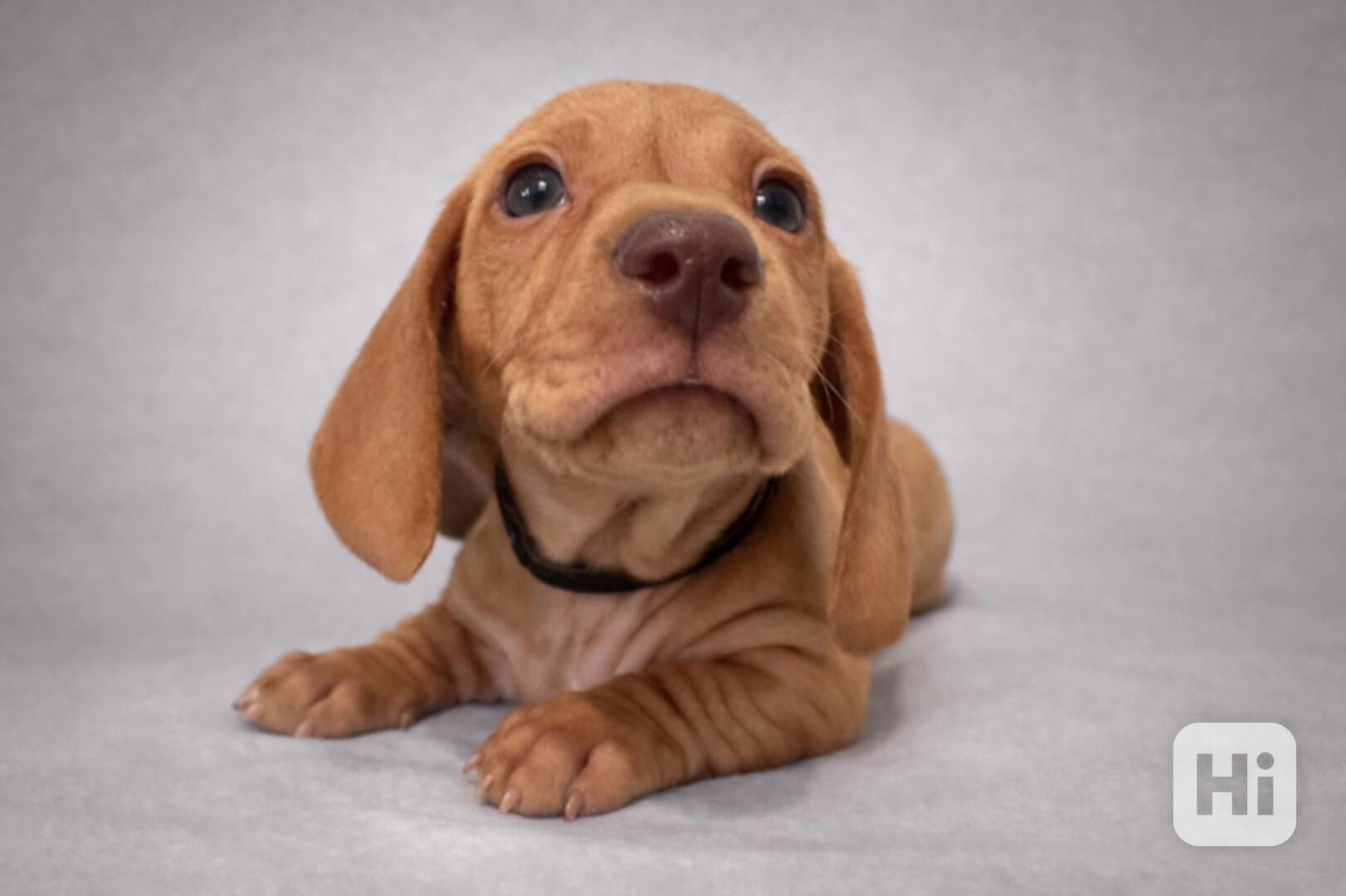 Jezevčík trpasličí hladkosrstý!! - foto 1