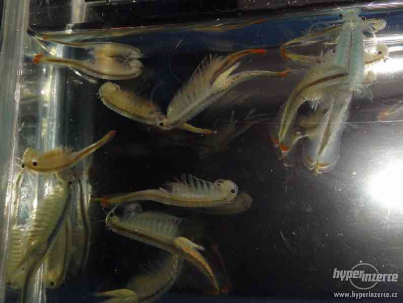 Žabronožky - sladkovodní (4 druhy) - foto 1