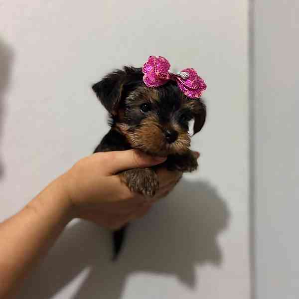 Yorkshire Terrier  - foto 2