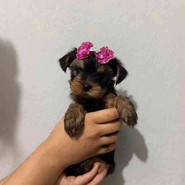 Yorkshire Terrier  - foto 3