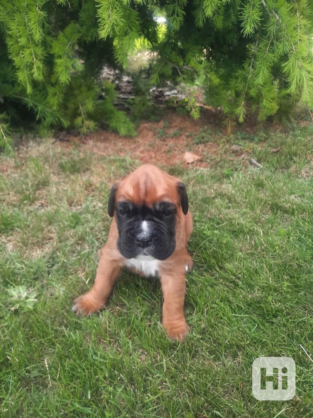 Německý boxer, štěňátka bez PP - foto 1