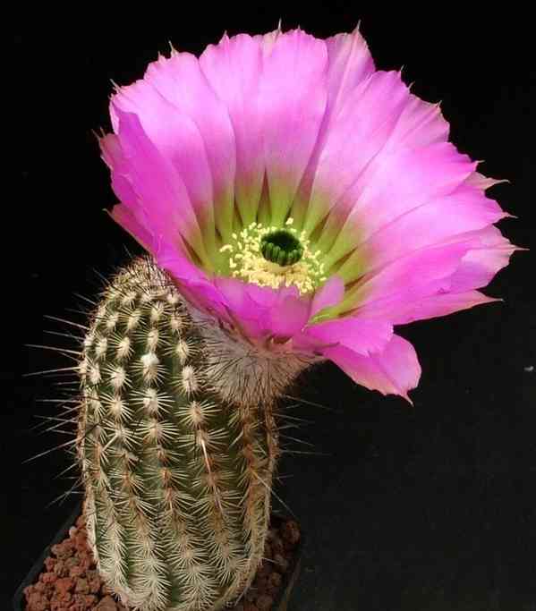 Kaktus Echinocereus armatus PP 22 - semena