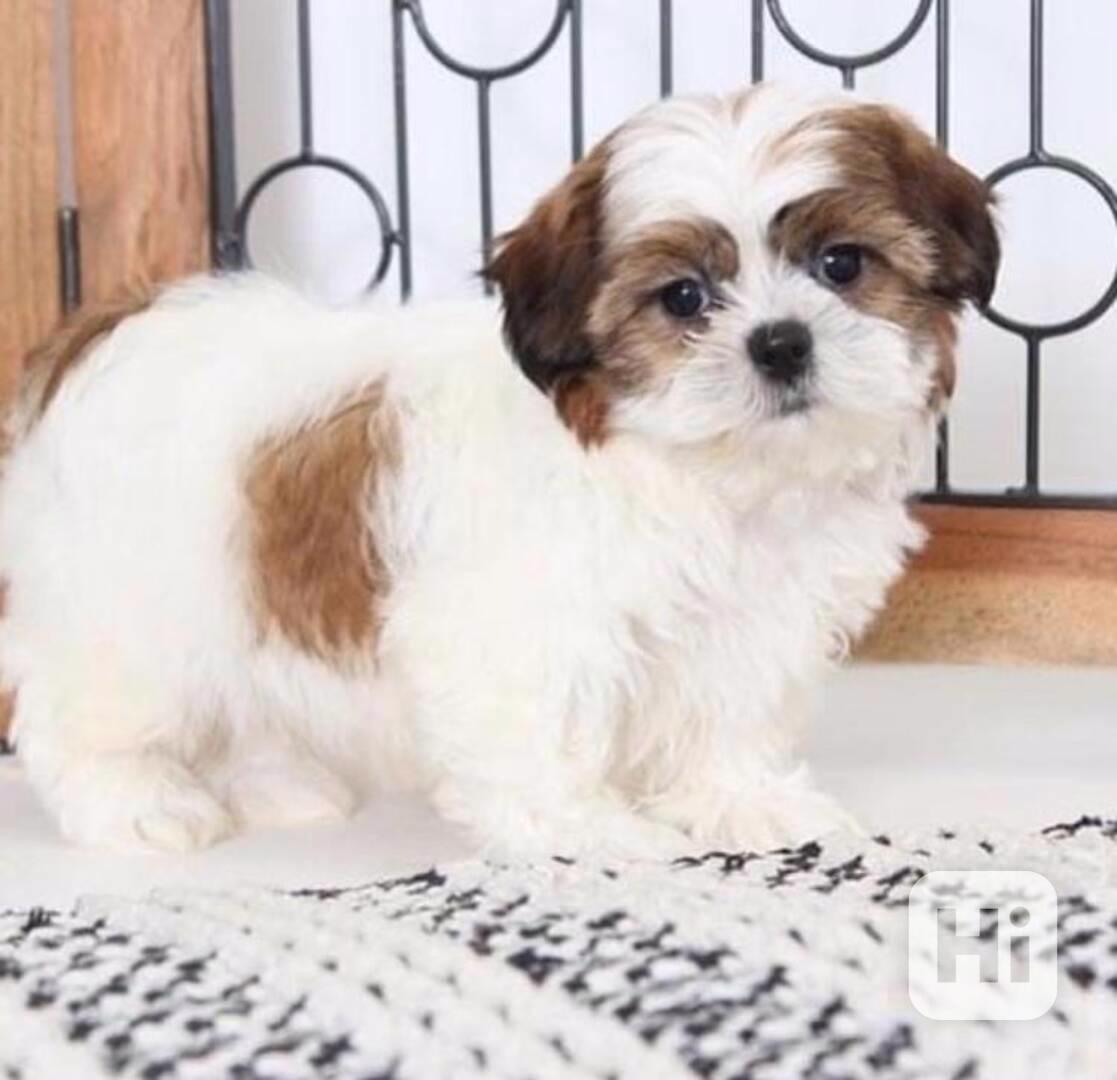 Úžasná štěňata Shih Tzu k dispozici. - foto 1