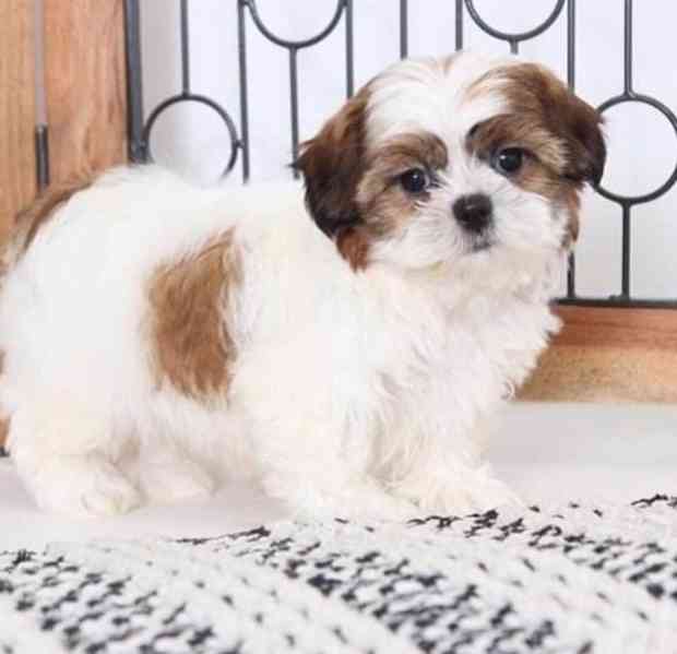Úžasná štěňata Shih Tzu k dispozici. - foto 1