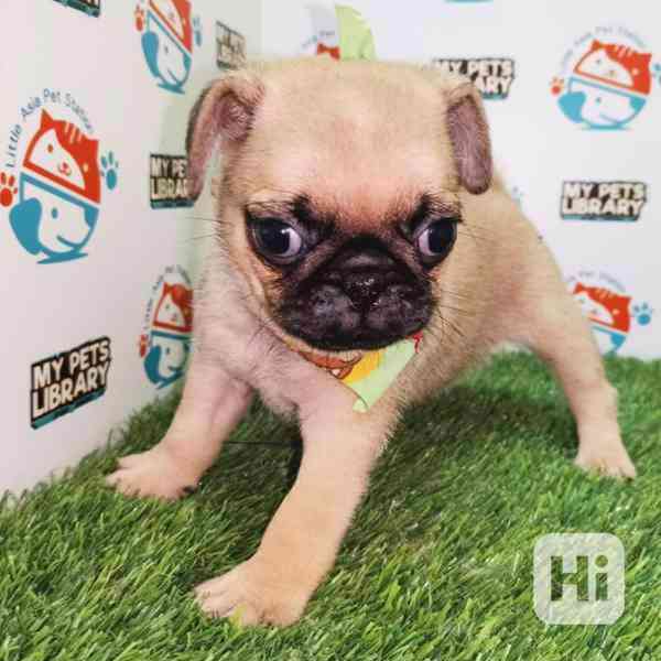 Štěňata bígla k adopci - foto 1