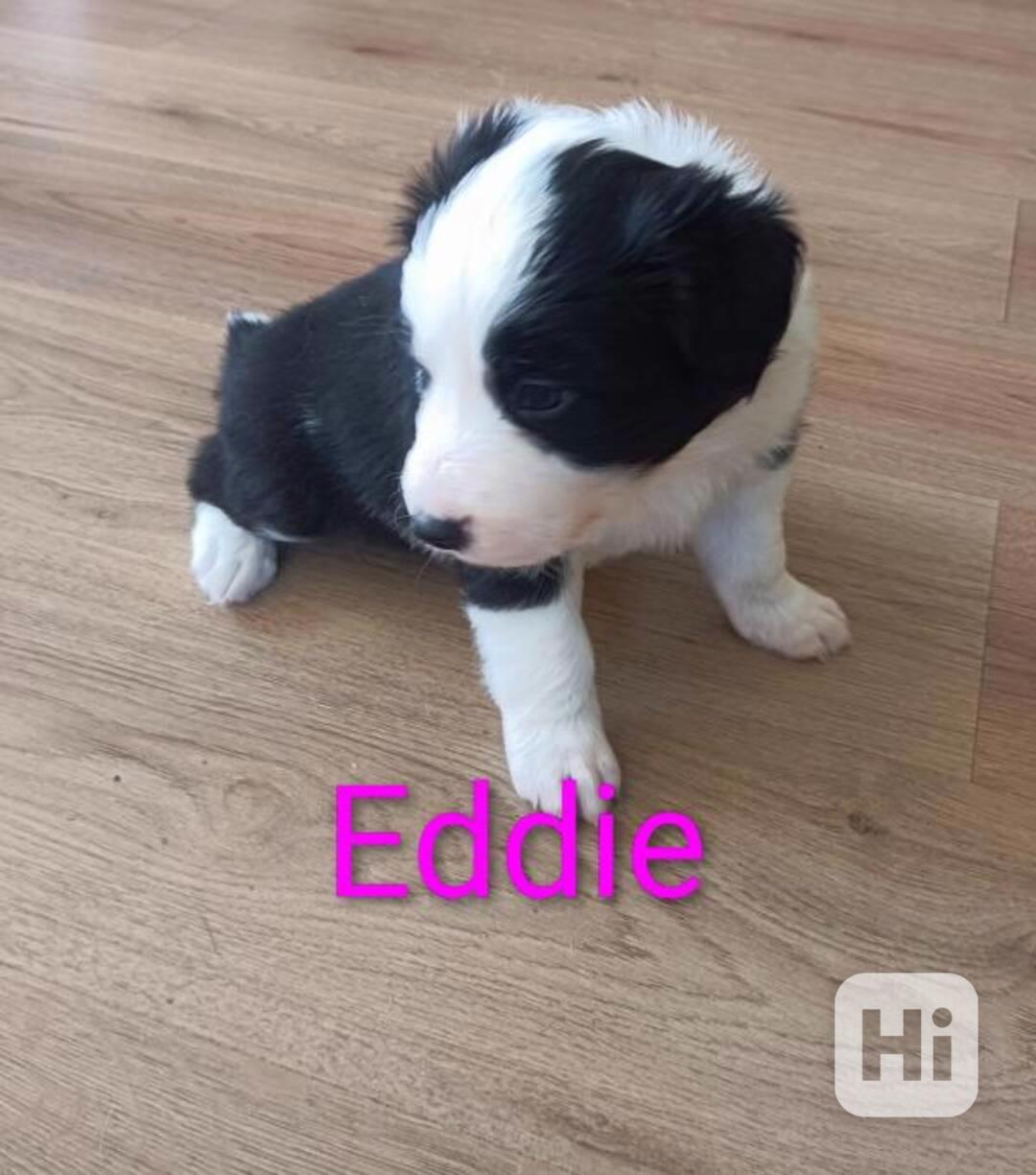 Prodám čistokrevné štěně border kolie bez PP - foto 1