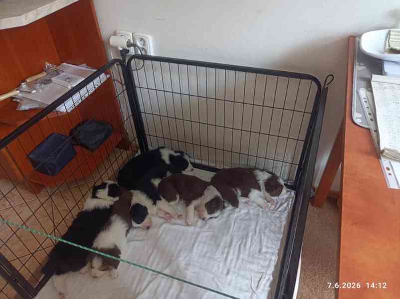 Přijímám rezervaci na čistokr. štěňata Border kolie bez PP - foto 9