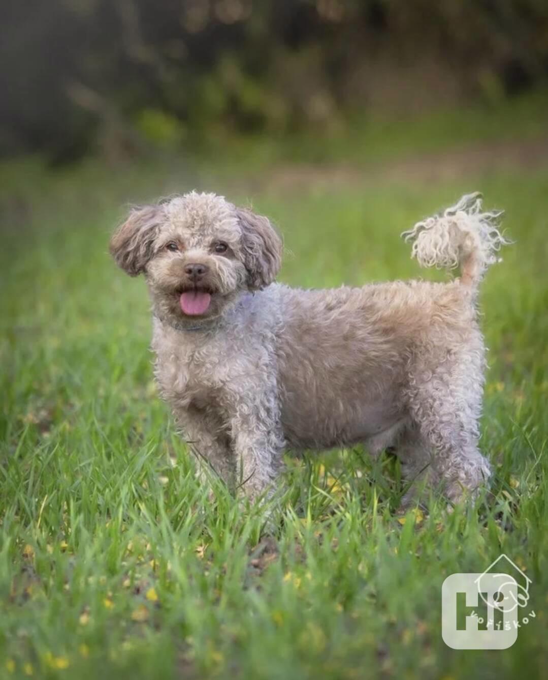 Qweedo z útulku Voříškov - foto 1