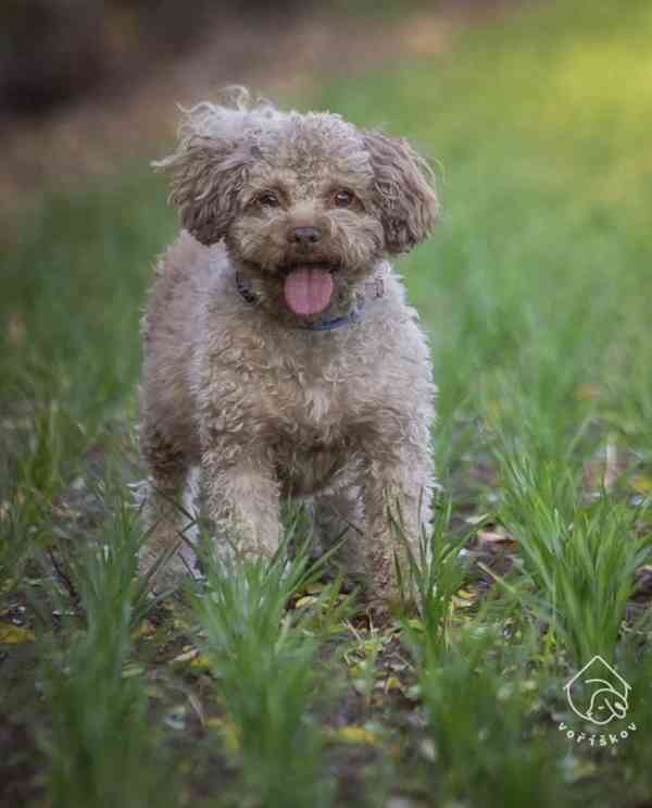 Qweedo z útulku Voříškov - foto 2