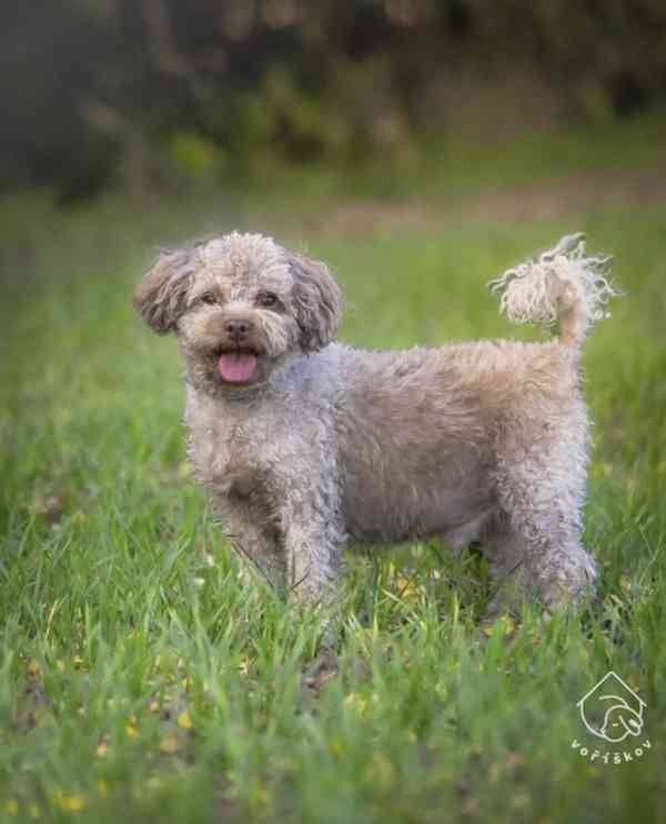 Qweedo z útulku Voříškov - foto 1