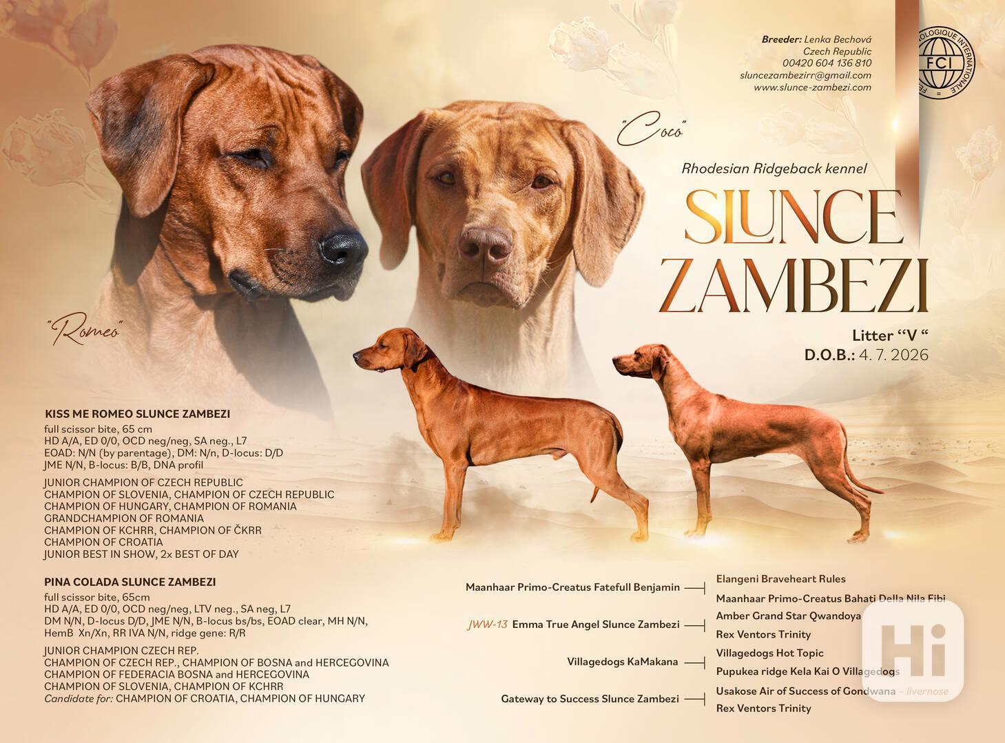 Rhod. ridgeback - štěňátka s PP hledají nový domov - foto 1