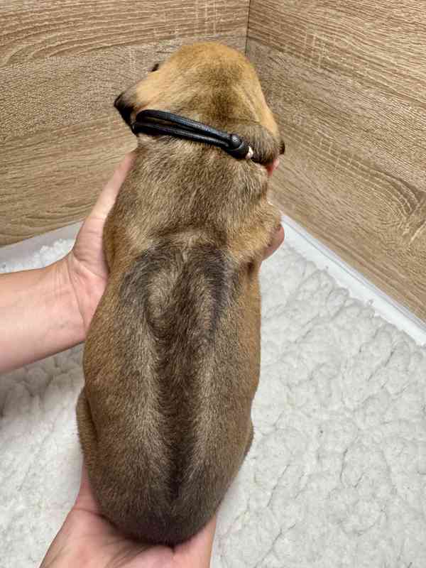 Rhod. ridgeback - štěňátka s PP hledají nový domov - foto 4