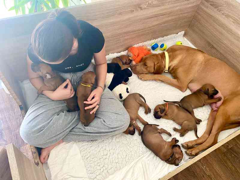 Rhod. ridgeback - štěňátka s PP hledají nový domov - foto 2