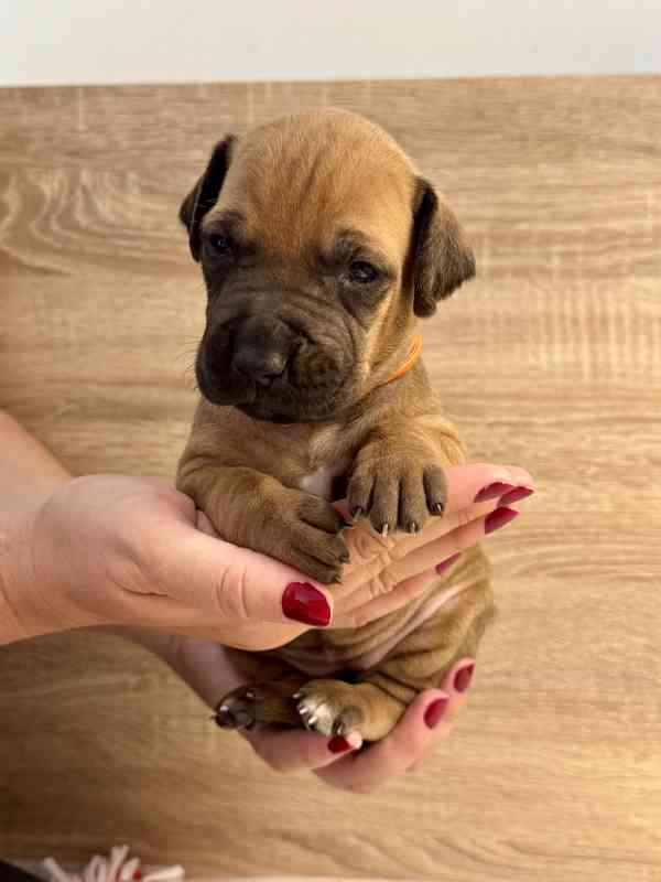 Rhod. ridgeback - štěňátka s PP hledají nový domov - foto 5