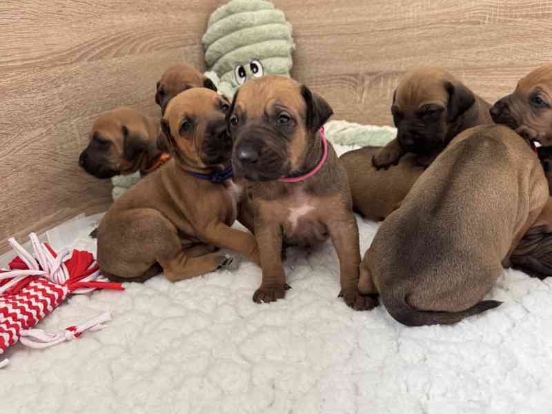 Rhod. ridgeback - štěňátka s PP hledají nový domov - foto 3