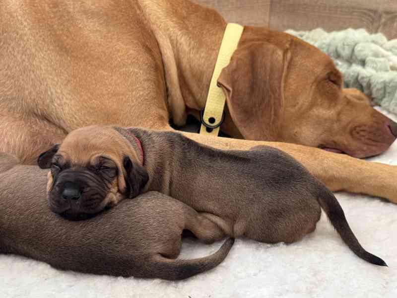 Rhod. ridgeback - štěňátka s PP hledají nový domov - foto 6