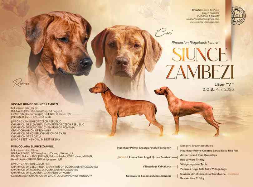 Rhod. ridgeback - štěňátka s PP hledají nový domov - foto 1