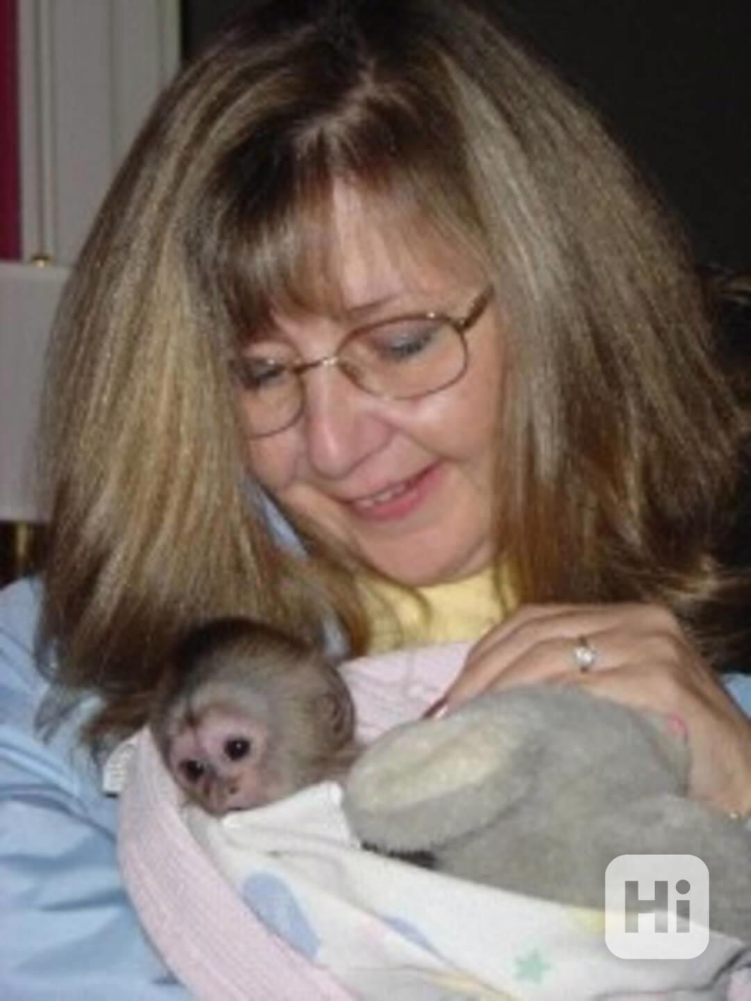 4 adorabili scimmiette cappuccine in adozione atiche e ben  - foto 1