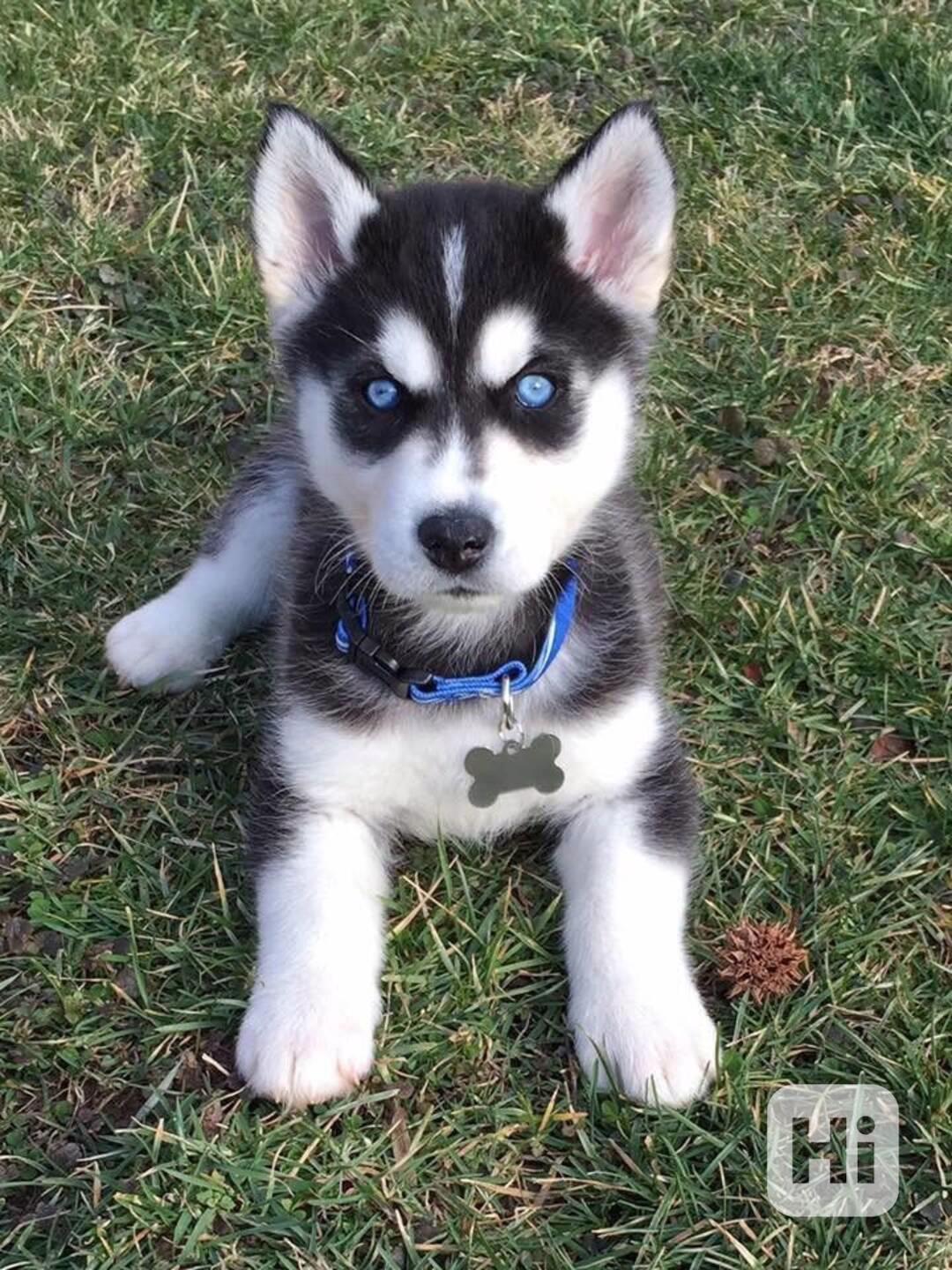 Zdarma dárek štěňata sibiřského huskyho k adopci - foto 1