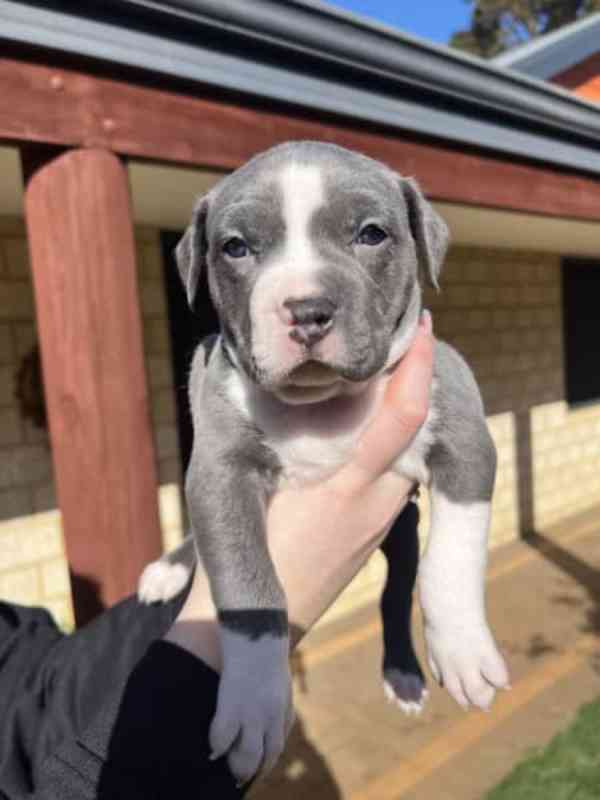 Amstaff štěňata - foto 3