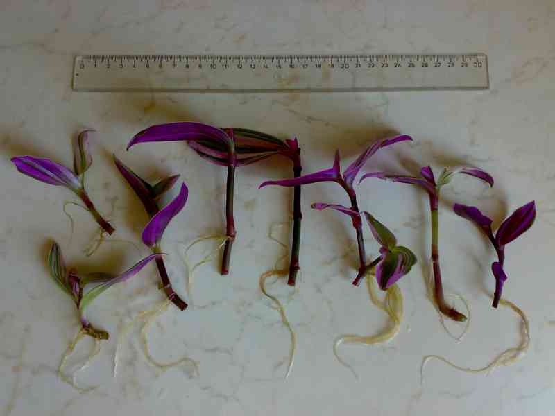 Voděnka Tradescantia fluminensis Nanouk - zakořeněné řízky - foto 4