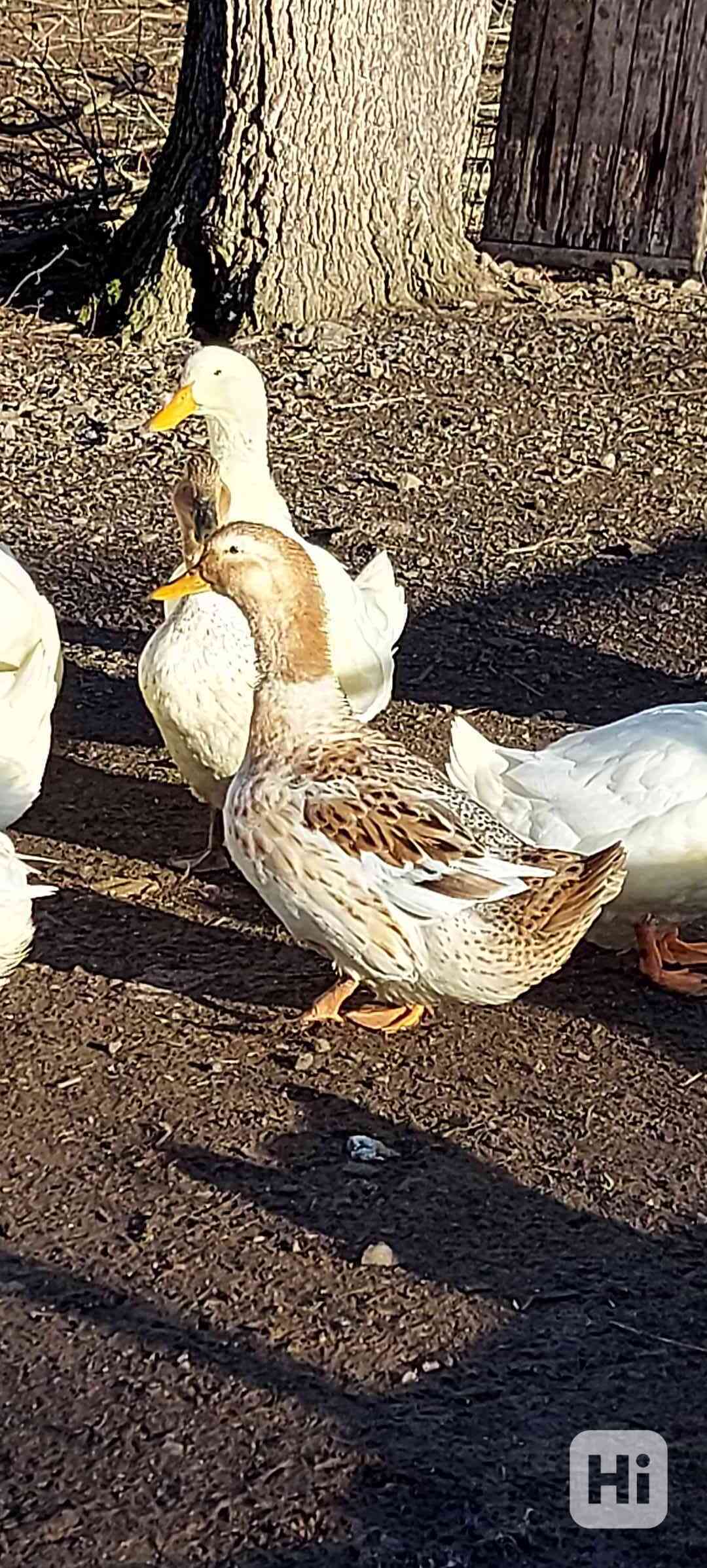Kachna živá - foto 1