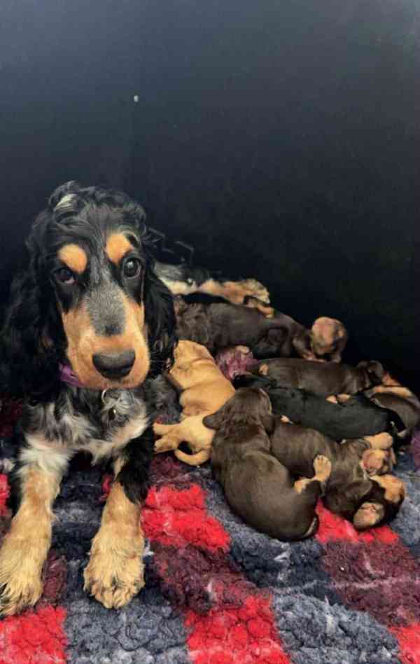 Štěňata výstavního kokršpaněla KC reg - foto 6