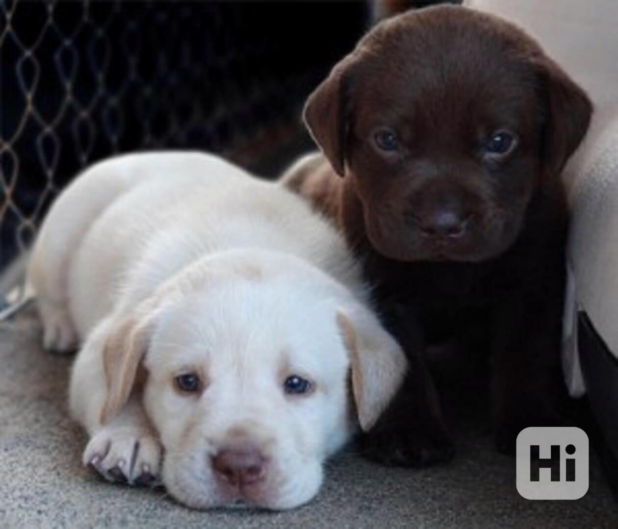 Labrador cokoladovy - foto 1