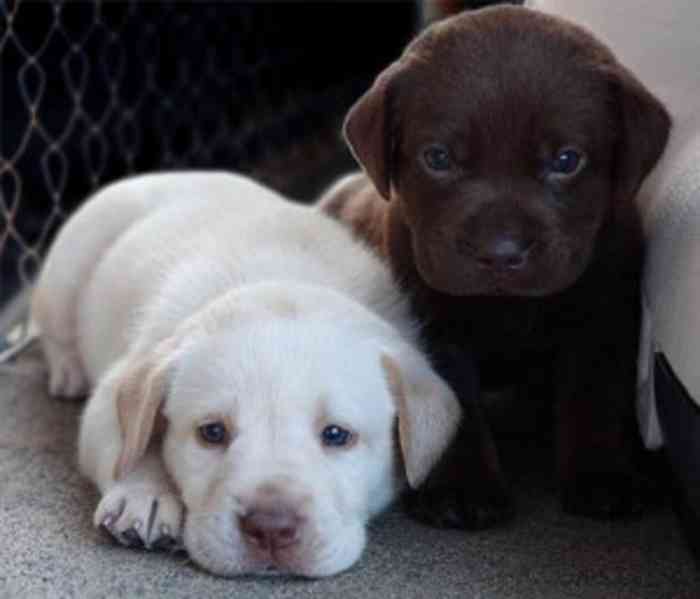 Labrador cokoladovy - foto 1