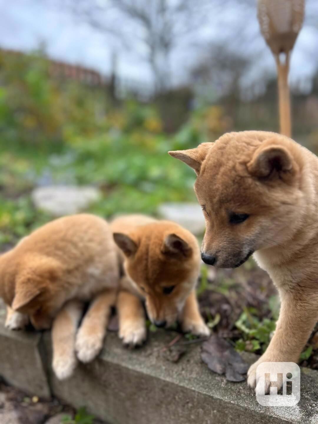 Krásná štěňata Shiba Inu!! - foto 1