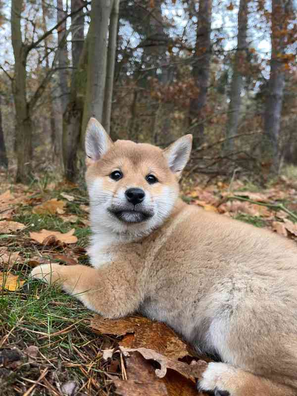 Krásná štěňata Shiba Inu!! - foto 2