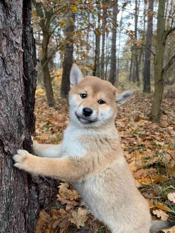 Krásná štěňata Shiba Inu!! - foto 3