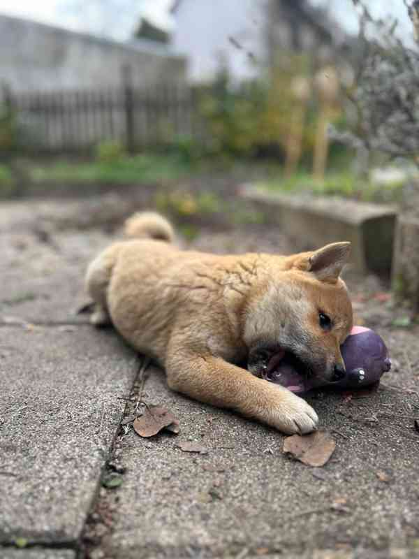 Krásná štěňata Shiba Inu!! - foto 4