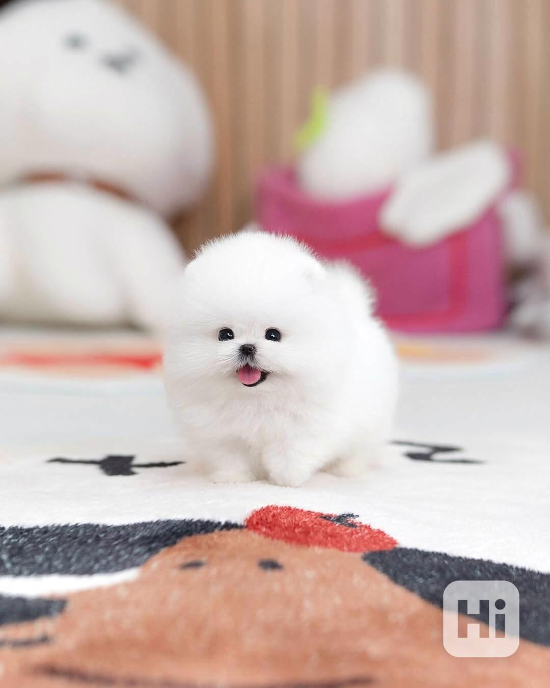 Nádherná štěňata mini pomeranianů – vychovaná s láskou - foto 1