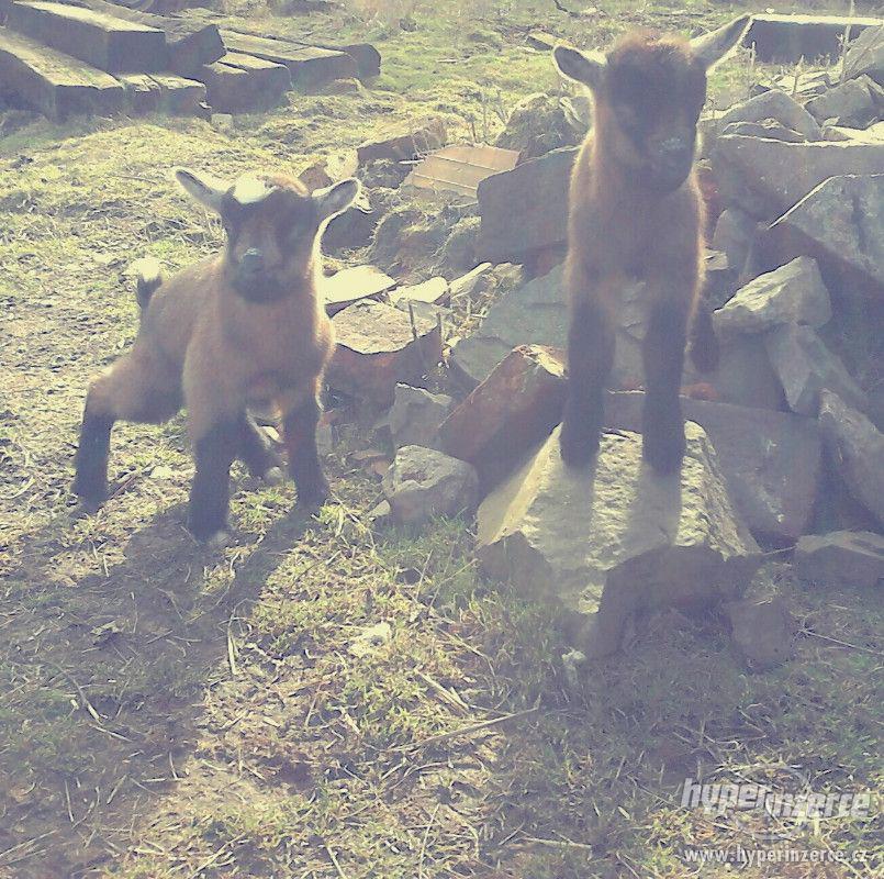 Prodám hnědou KOZU - foto 1