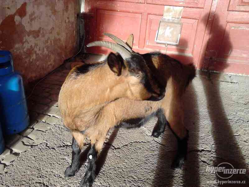 Prodám hnědou KOZU - foto 2