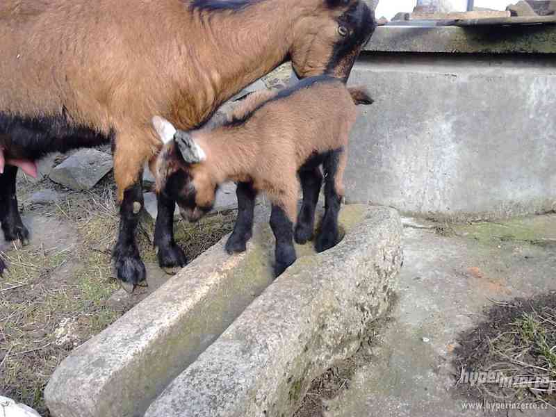 Prodám hnědou KOZU - foto 3