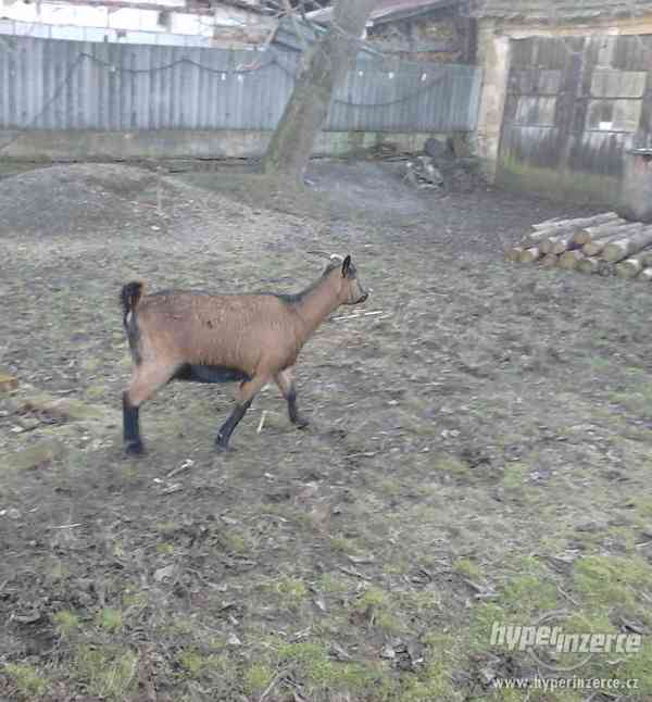 Prodám hnědou KOZU - foto 4