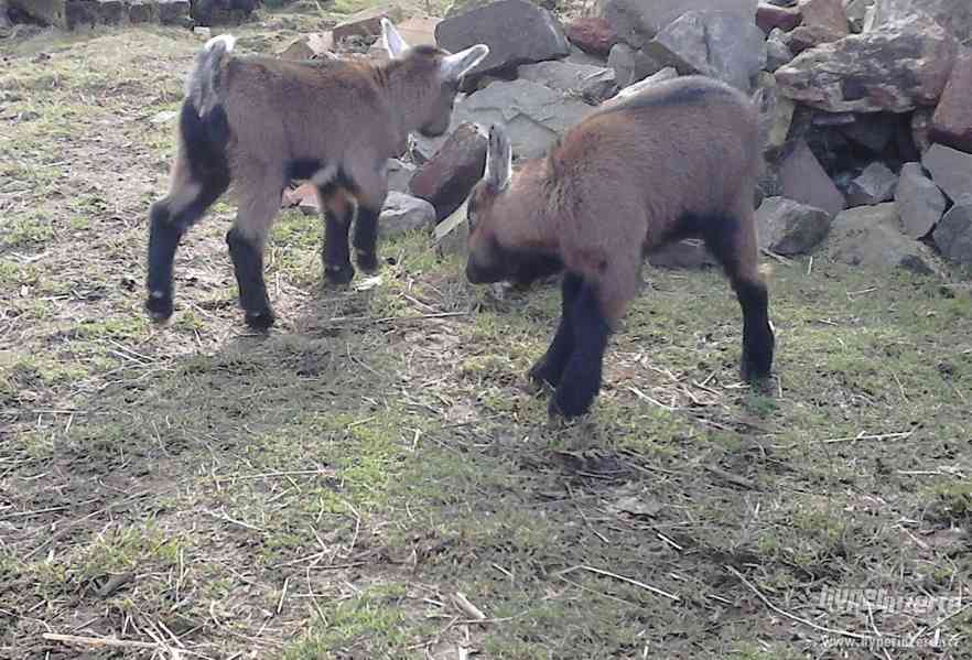 Prodám hnědou KOZU - foto 5