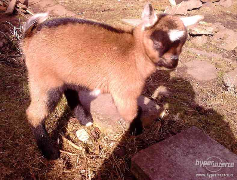 Prodám hnědou KOZU - foto 6